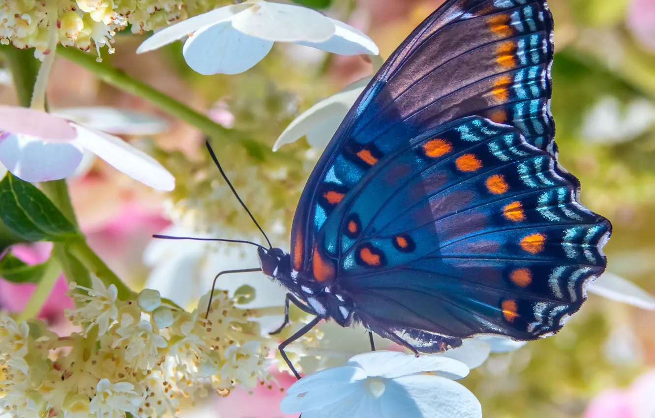 Photo wallpaper summer, macro, light, flowers, blue, pattern, butterfly, garden