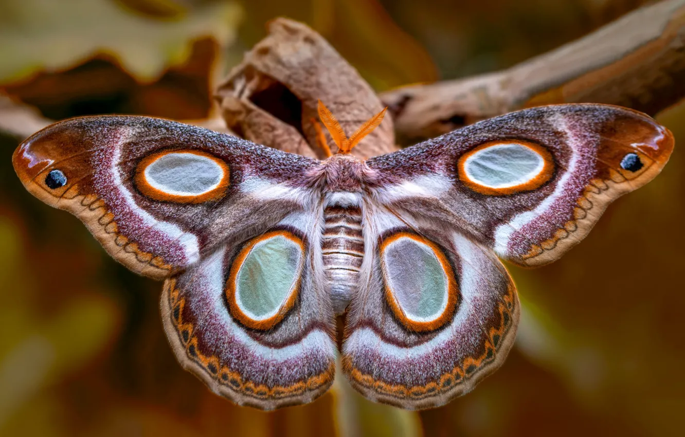 Photo wallpaper macro, butterfly, insect, Emperor moth
