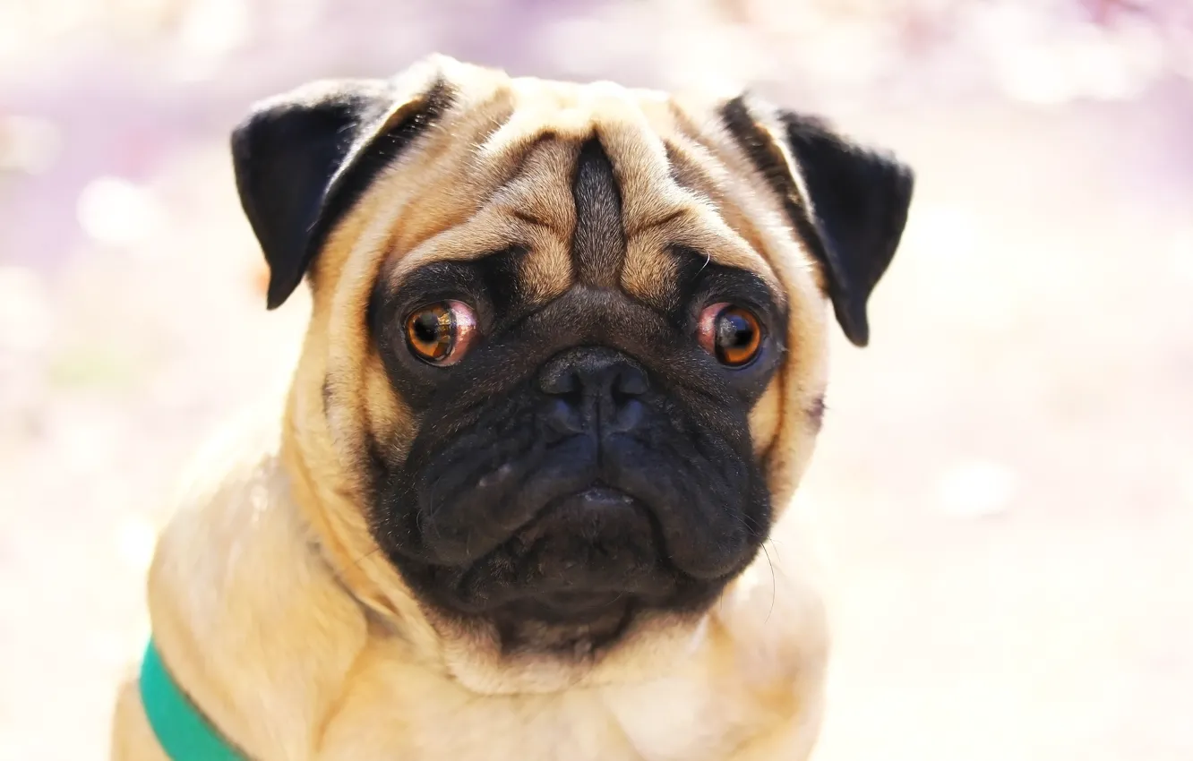 Photo wallpaper face, background, each, pug