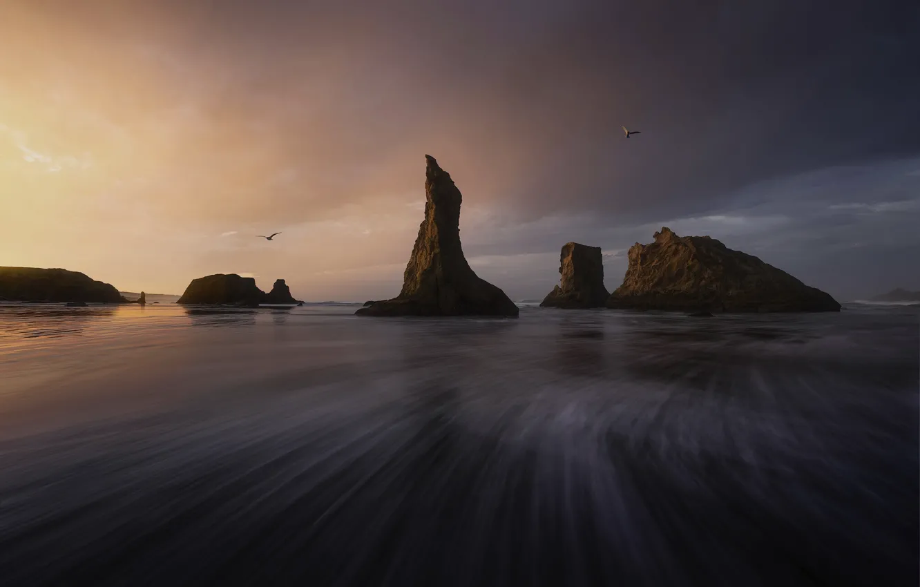 Photo wallpaper sea, rocks, bird