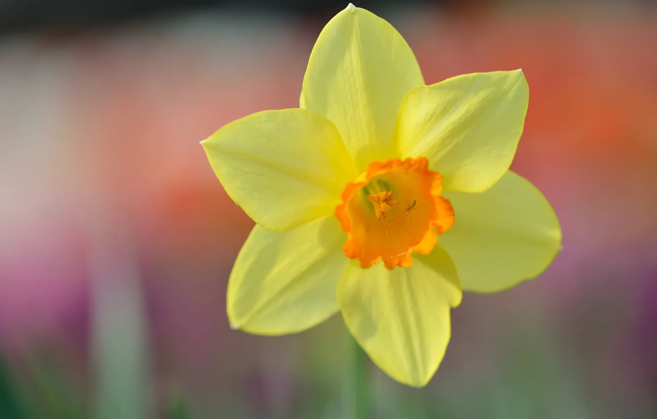 Photo wallpaper macro, yellow, spring, daffodils