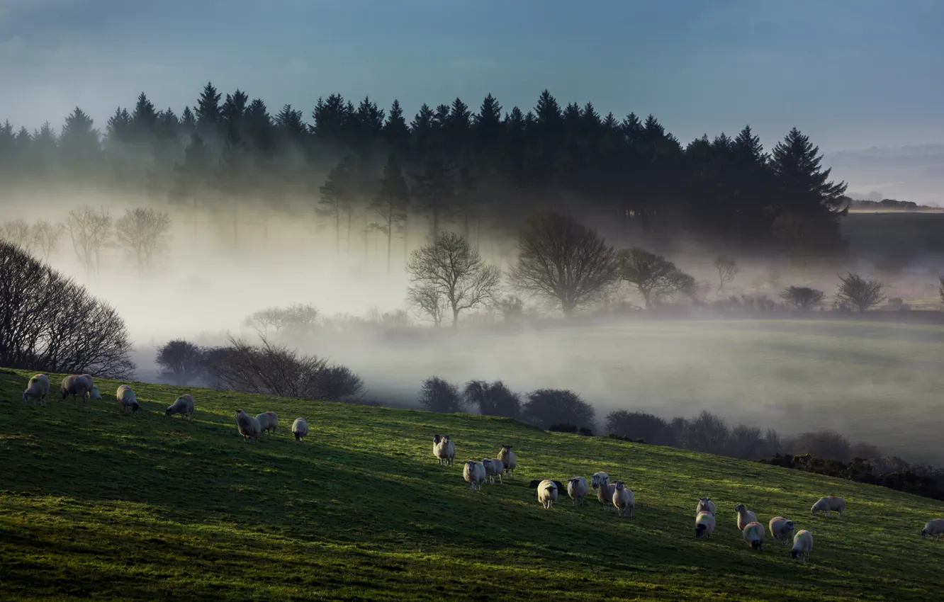 Photo wallpaper field, forest, the sky, light, trees, fog, dawn, hills
