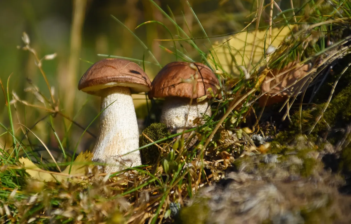 Photo wallpaper autumn, nature, mushrooms, October, pobderezovik
