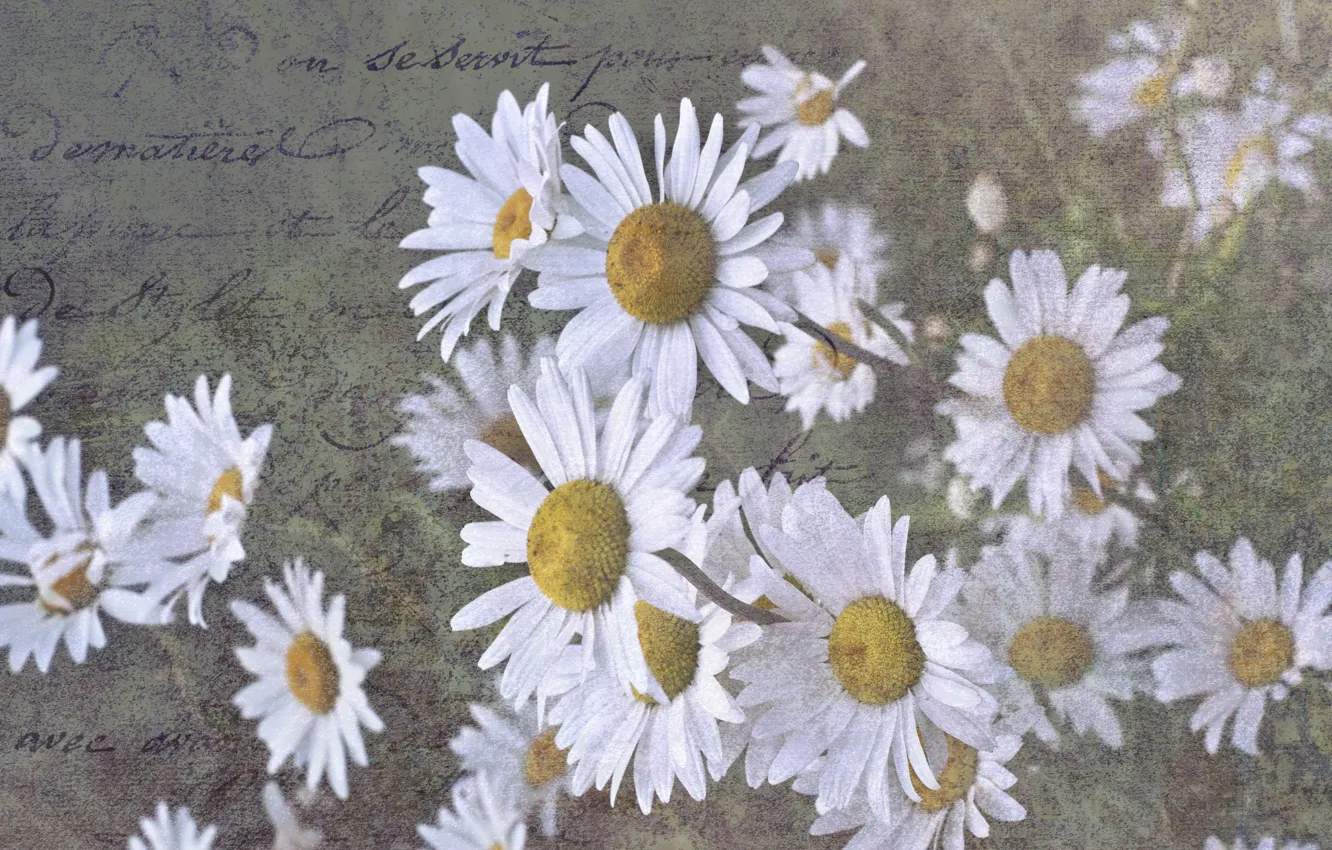 Photo wallpaper letter, background, chamomile