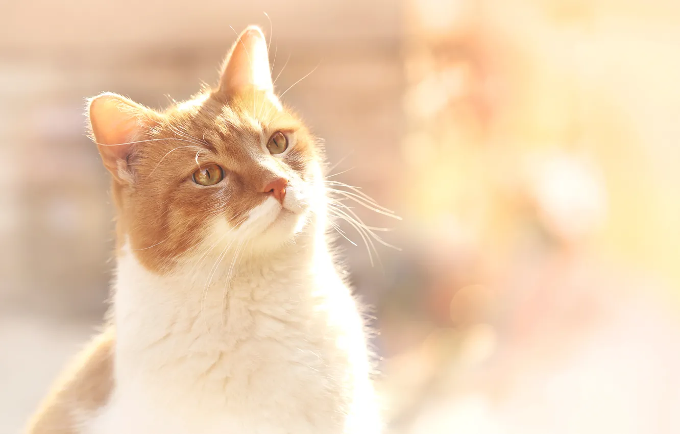 Photo wallpaper cat, red, bokeh