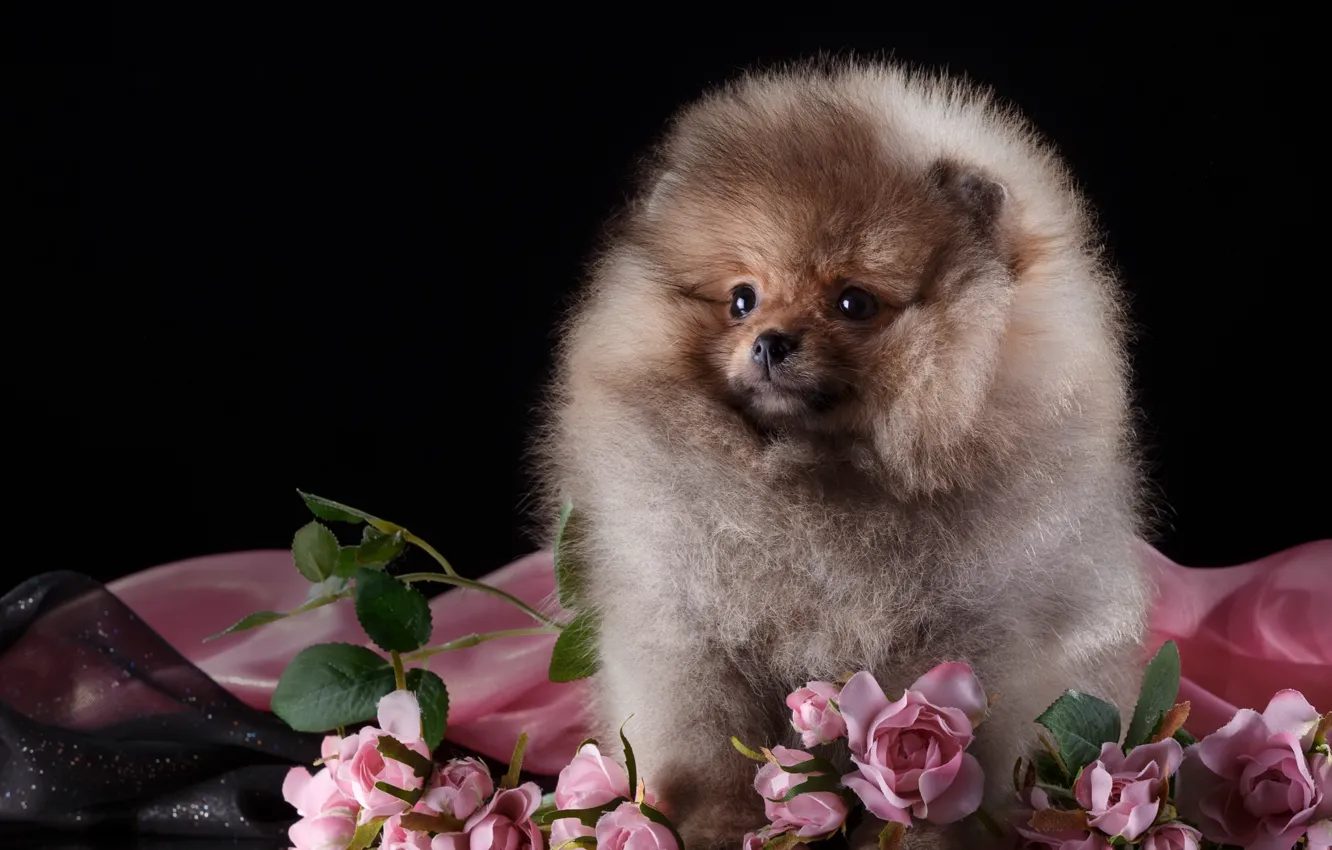 Photo wallpaper roses, fluffy, puppy, Spitz