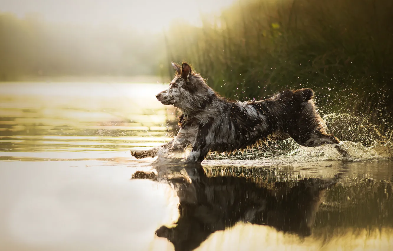 Photo wallpaper water, squirt, dog, running, Sira