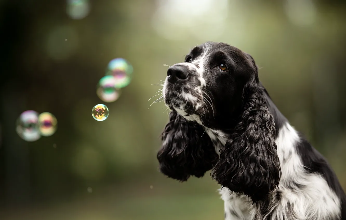 Photo wallpaper face, background, dog, bubbles