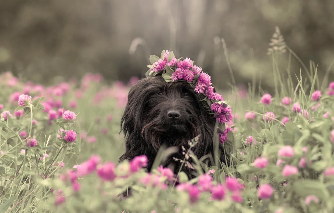 Photo wallpaper look, face, flowers, nature, pose, glade, black, portrait