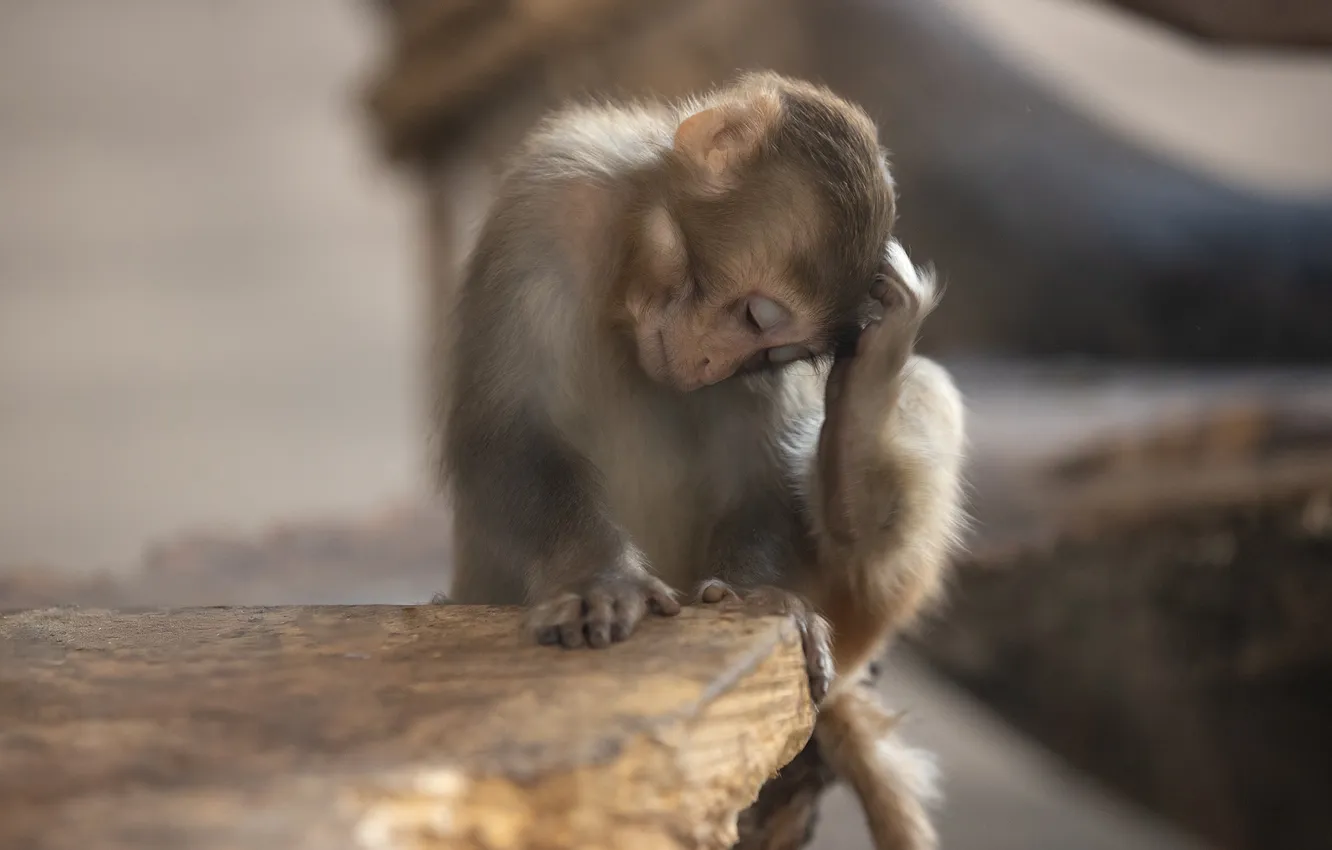 Photo wallpaper monkey, Svetlana Pisareva, Rhesus Macaque