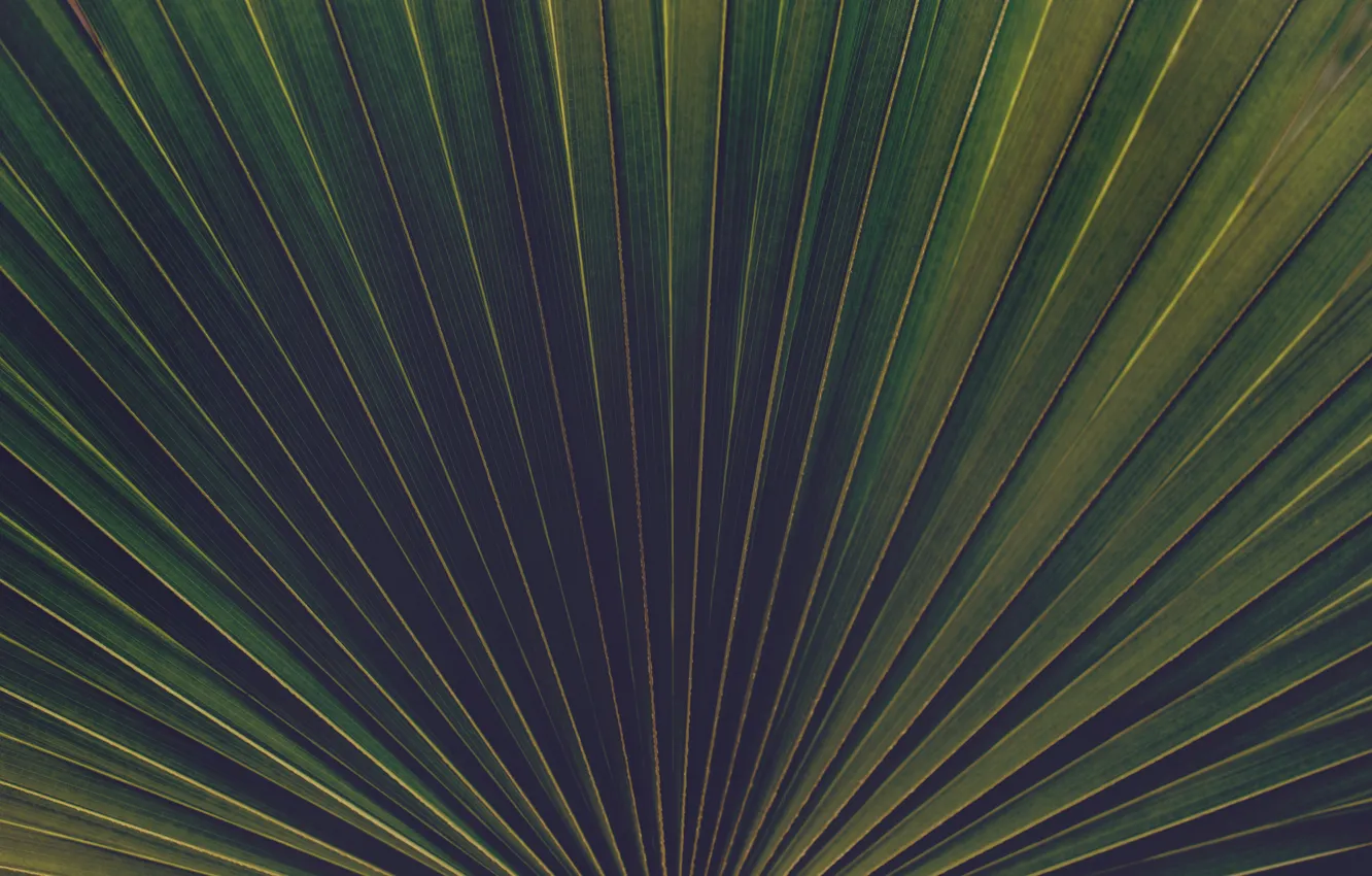 Photo wallpaper nature, palm trees, plant, close-up, nature, pattern, flora, plant