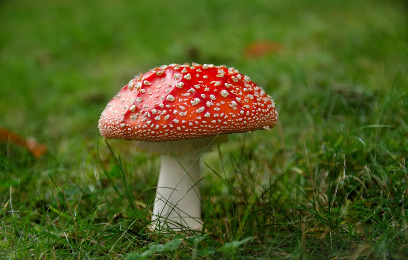 Photo wallpaper grass, mushroom, mushroom
