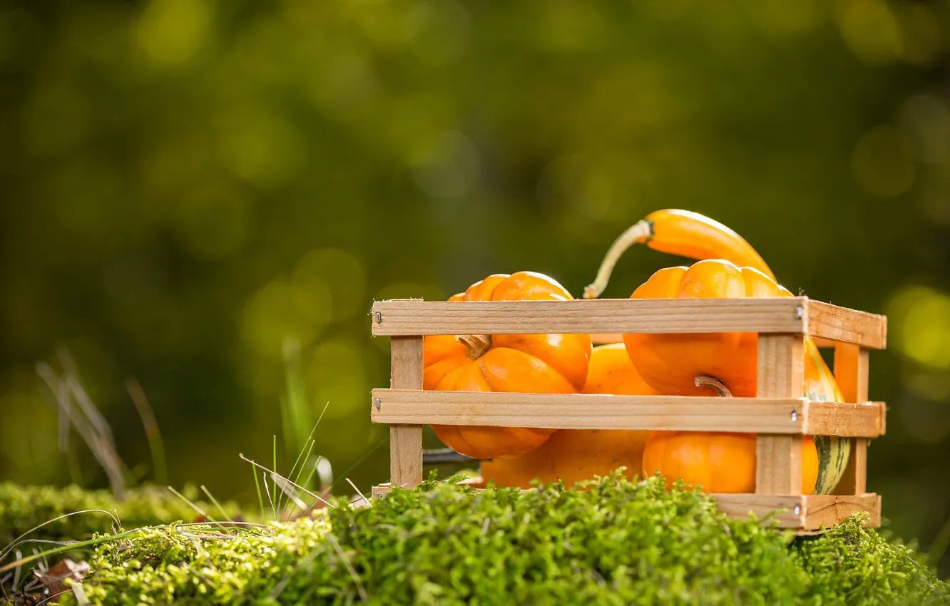 Photo wallpaper moss, pumpkin, box, bokeh