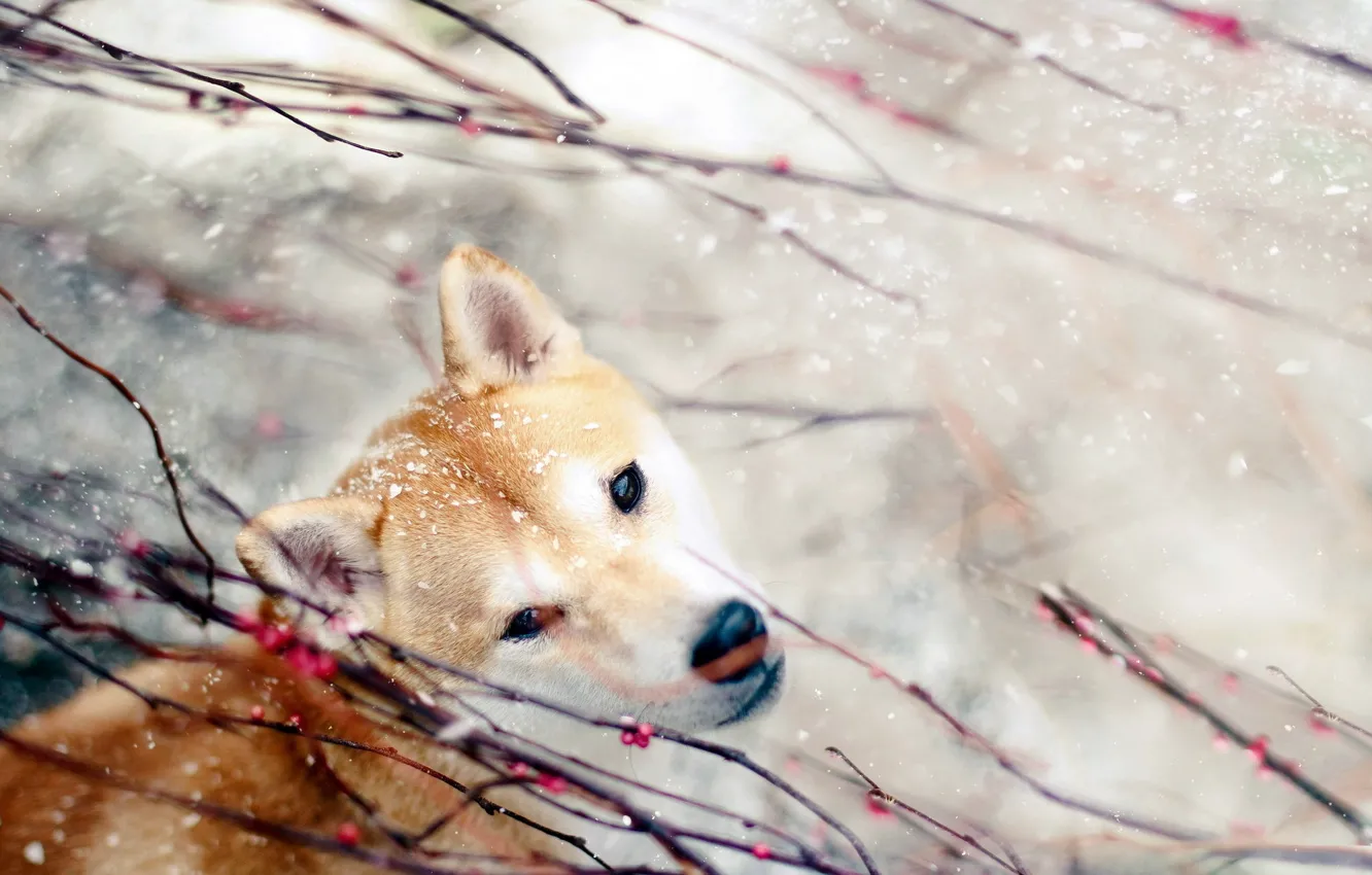 Photo wallpaper snowfall, Akita inu, looking into the soul