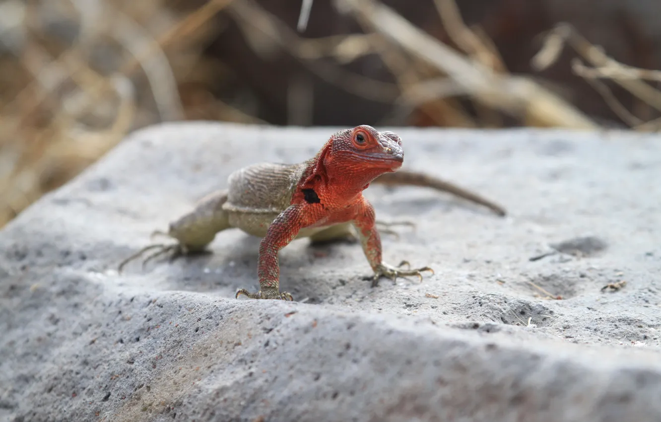 Photo wallpaper lizard, vertebrate, Amphibian, fuana