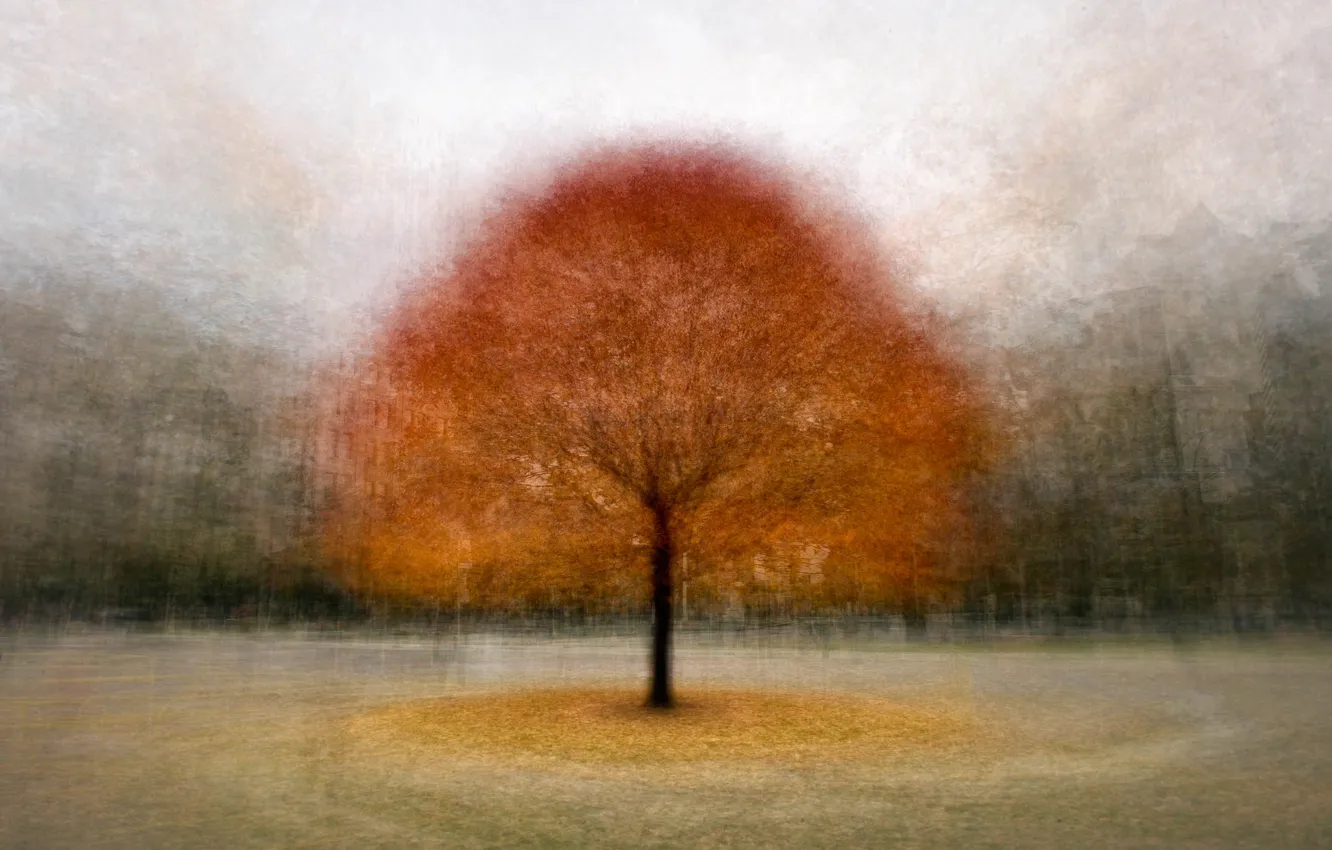 Photo wallpaper autumn, trees, nature