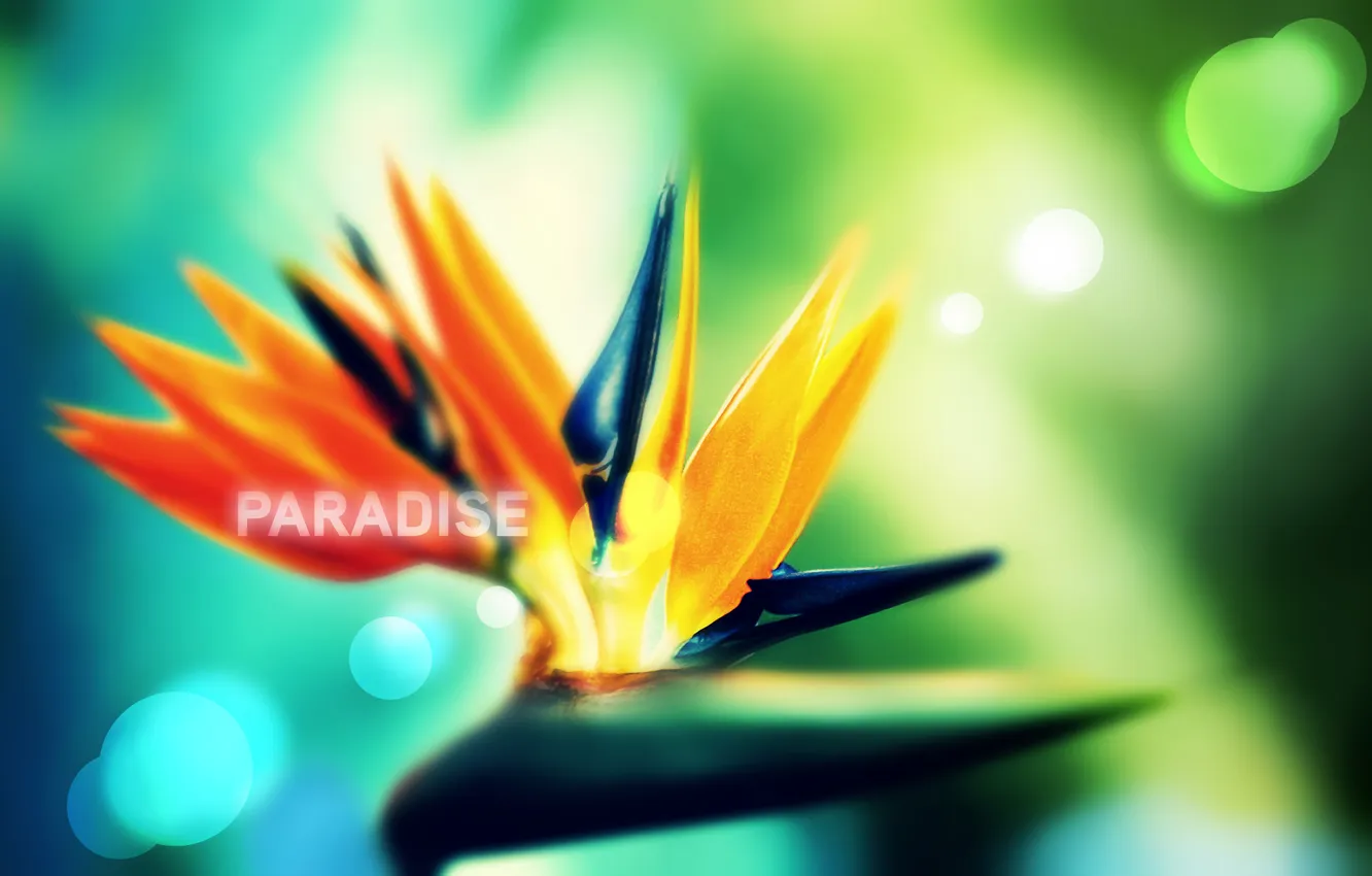 Photo wallpaper Emae, there is a version without logo, Paradise