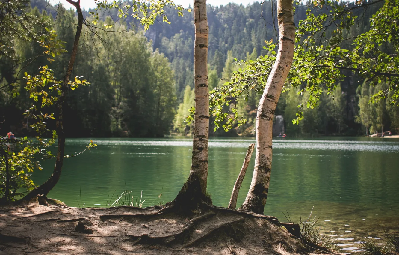 Photo wallpaper trees, nature, lake, pond, birch