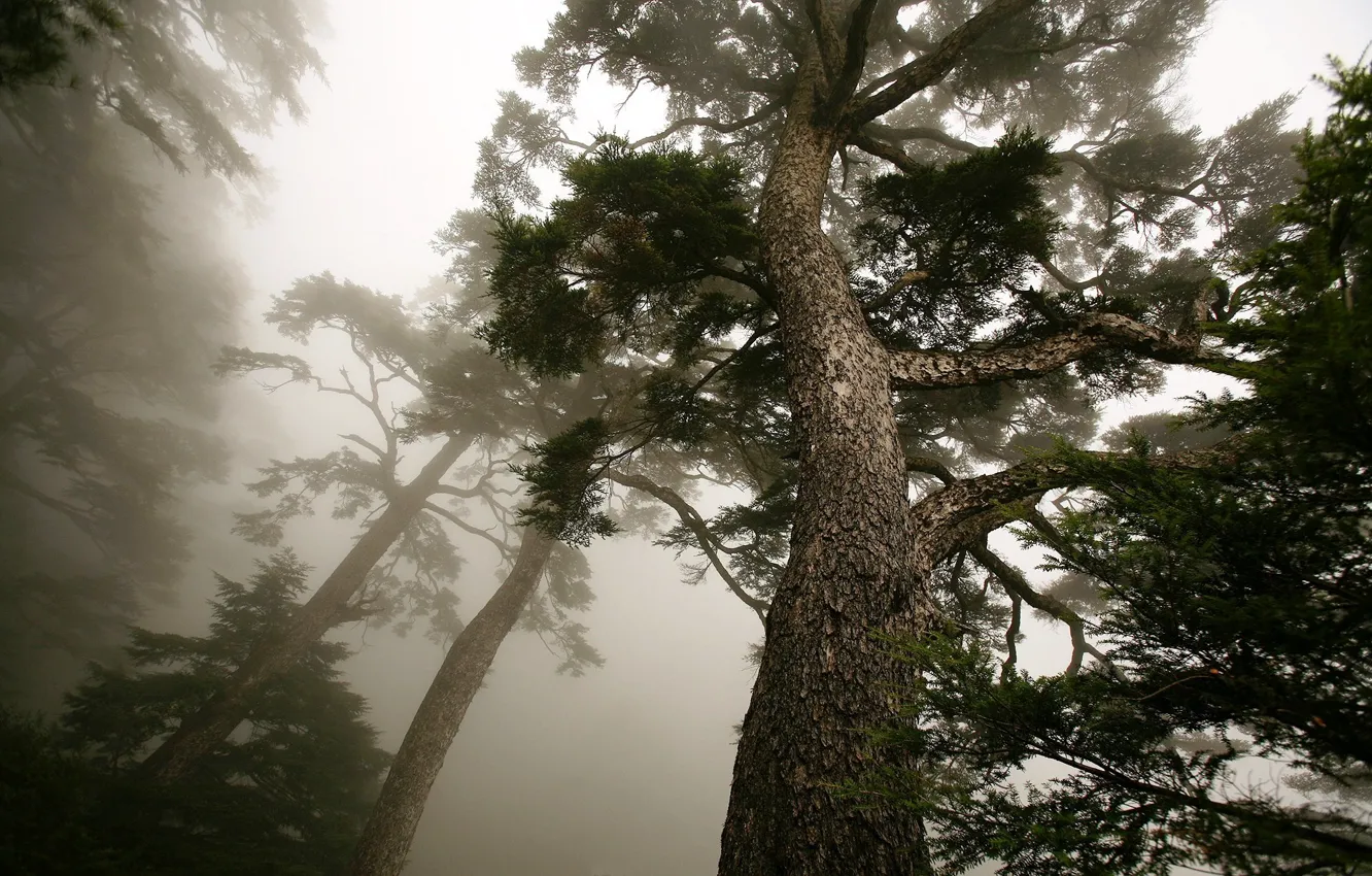 Photo wallpaper trees, fog, pine
