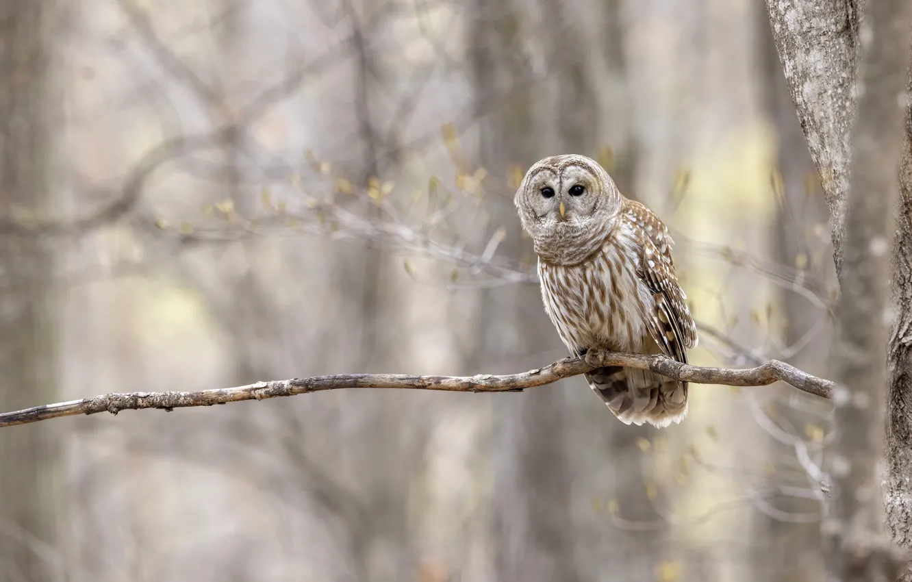 Photo wallpaper forest, trees, owl, bokeh, owl
