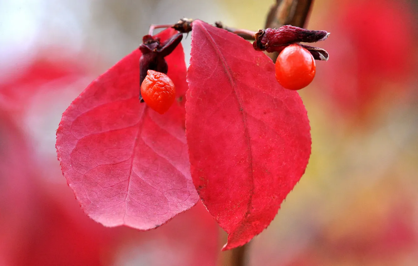 Photo wallpaper autumn, leaves, nature, berries, the fruit