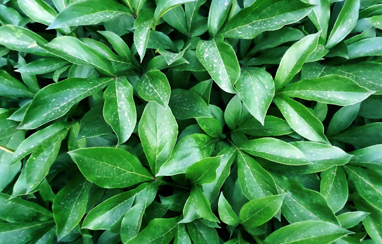 Photo wallpaper greens, leaves, ivy