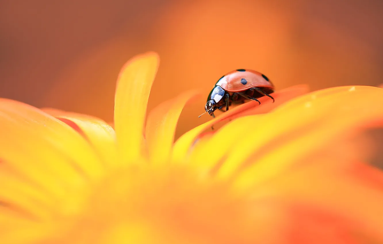 Photo wallpaper macro, flowers, orange, background, ladybug, beetle, blur, petals