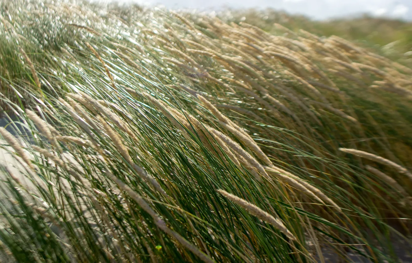 Photo wallpaper grass, the sun, shore, sea, the wind