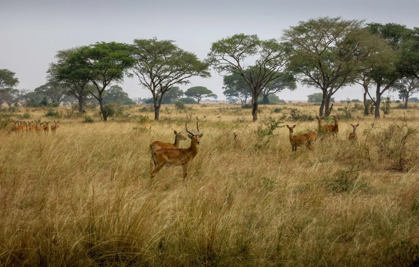 Photo wallpaper Savannah, Uganda, antelope, Nadezhda Demkina, Murchison Falls National Park