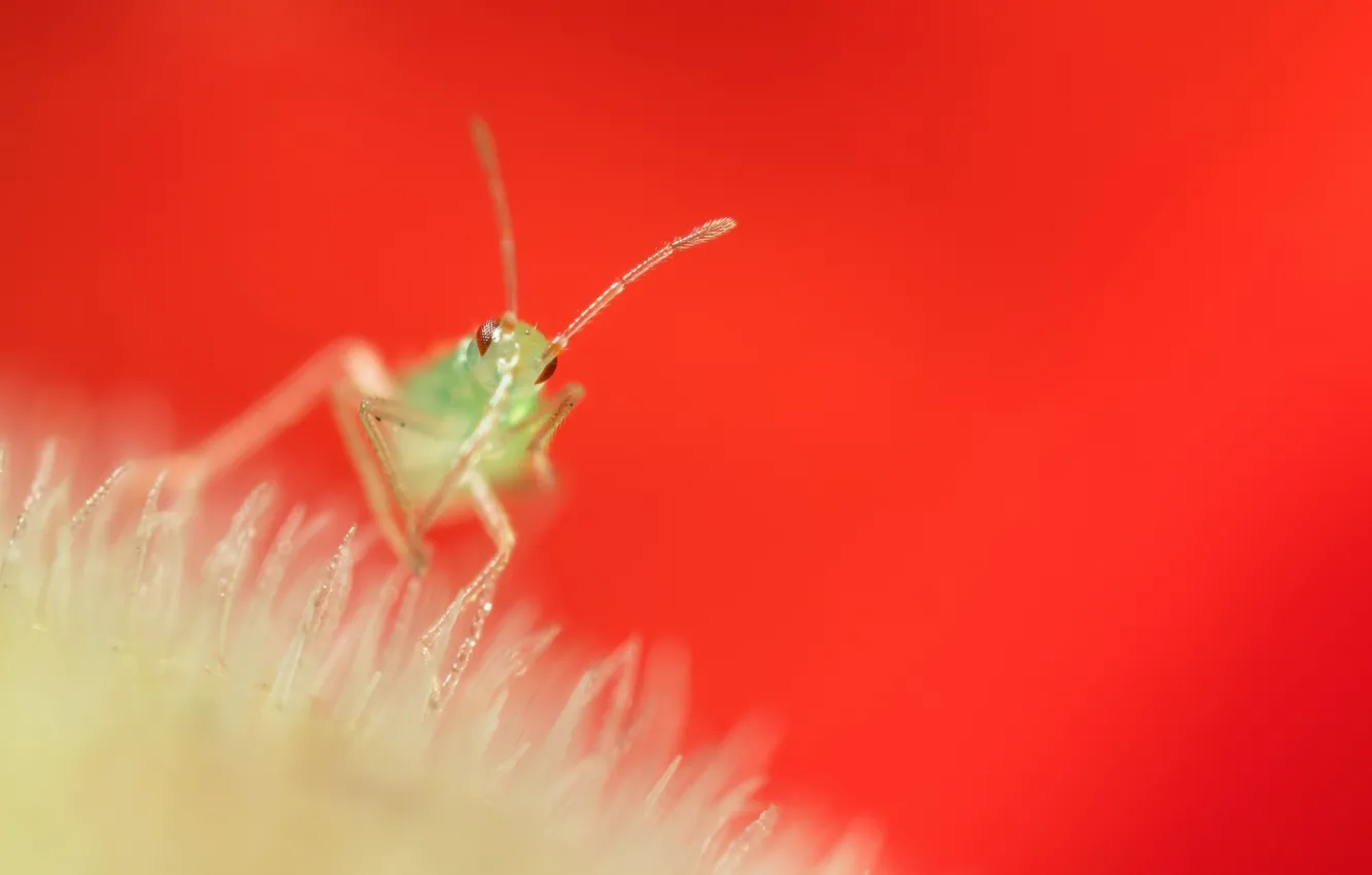 Photo wallpaper flowers, background, nasekomoe