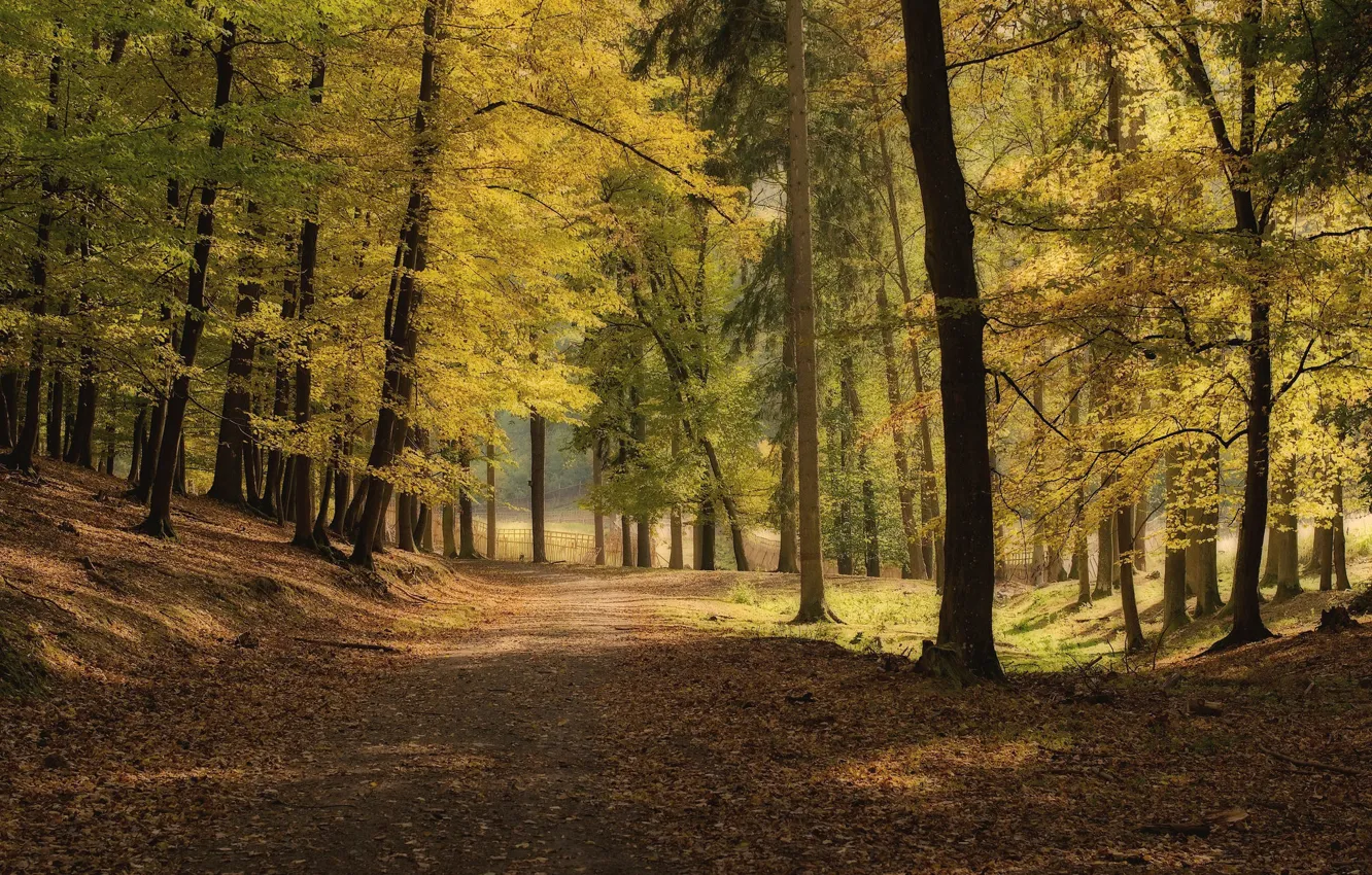 Photo wallpaper road, autumn, trees, Park