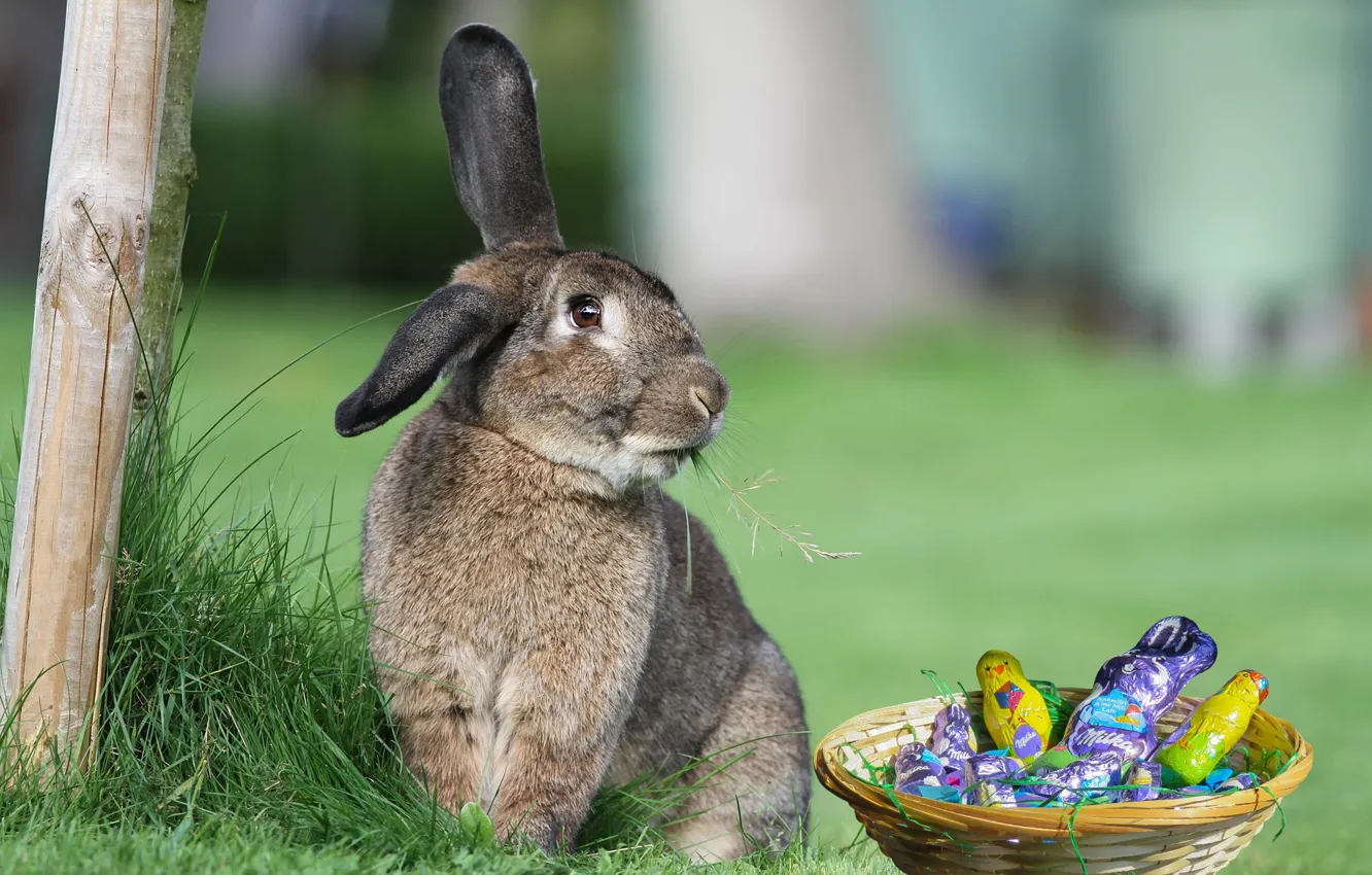 Photo wallpaper grass, grey, background, holiday, glade, chickens, hare, spring