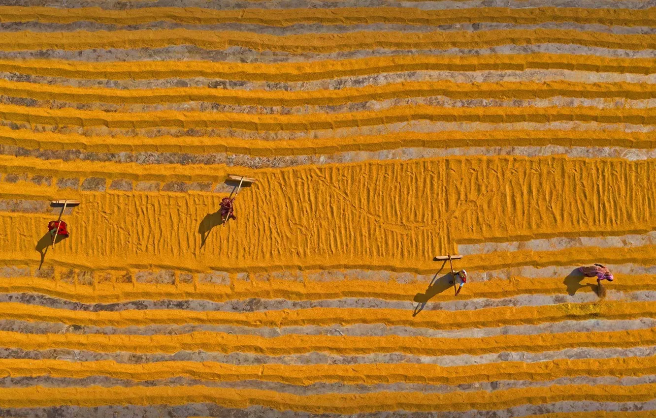 Photo wallpaper work, Asia, the view from the top, grain drying, workers distribute rice over a large …