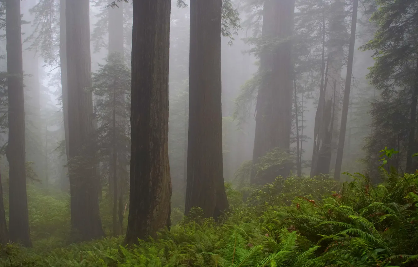 Photo wallpaper forest, trees, nature, fog, CA, USA, USA, California