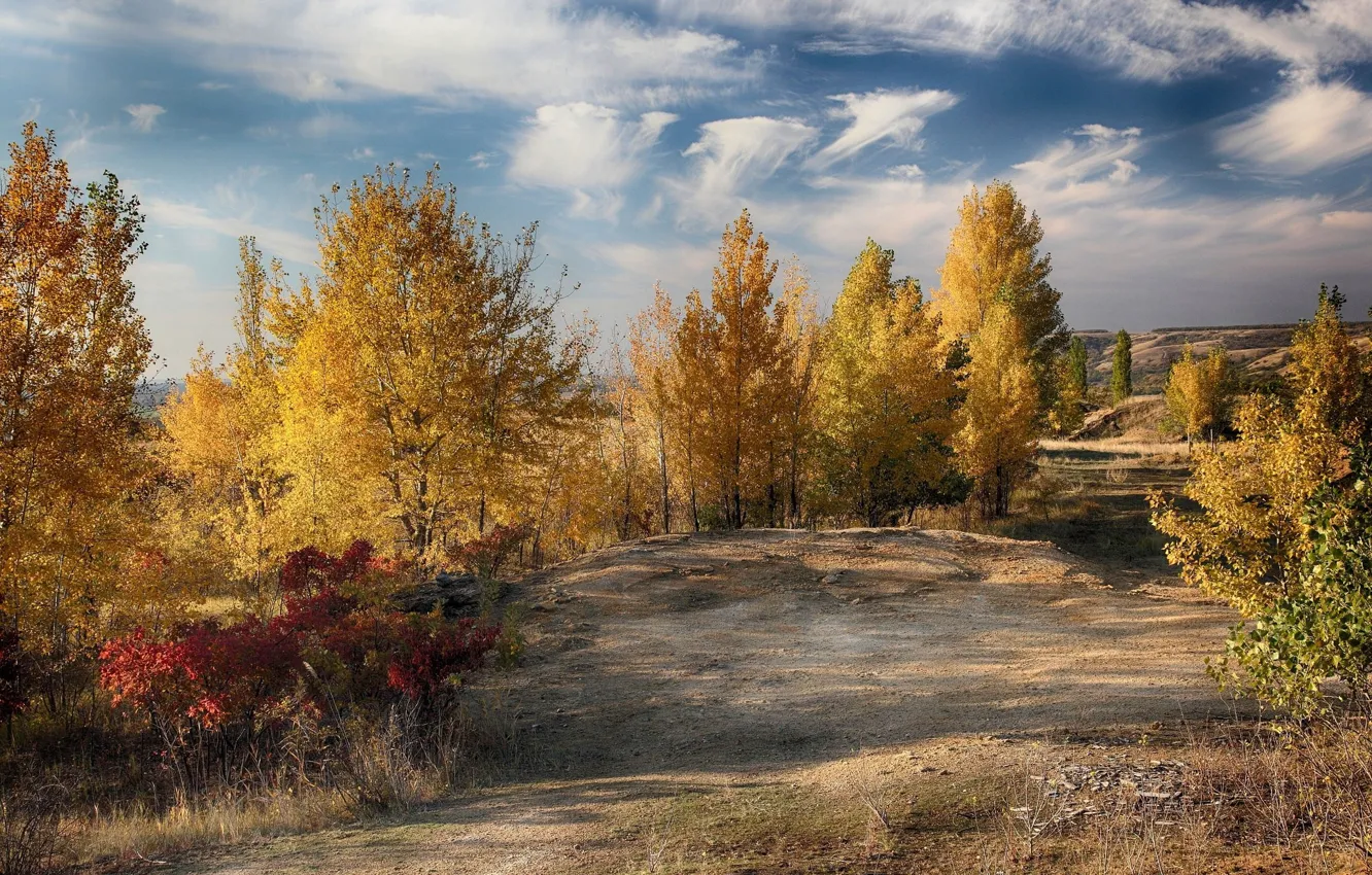 Photo wallpaper autumn, trees, landscape, nature, beauty, yellow trees