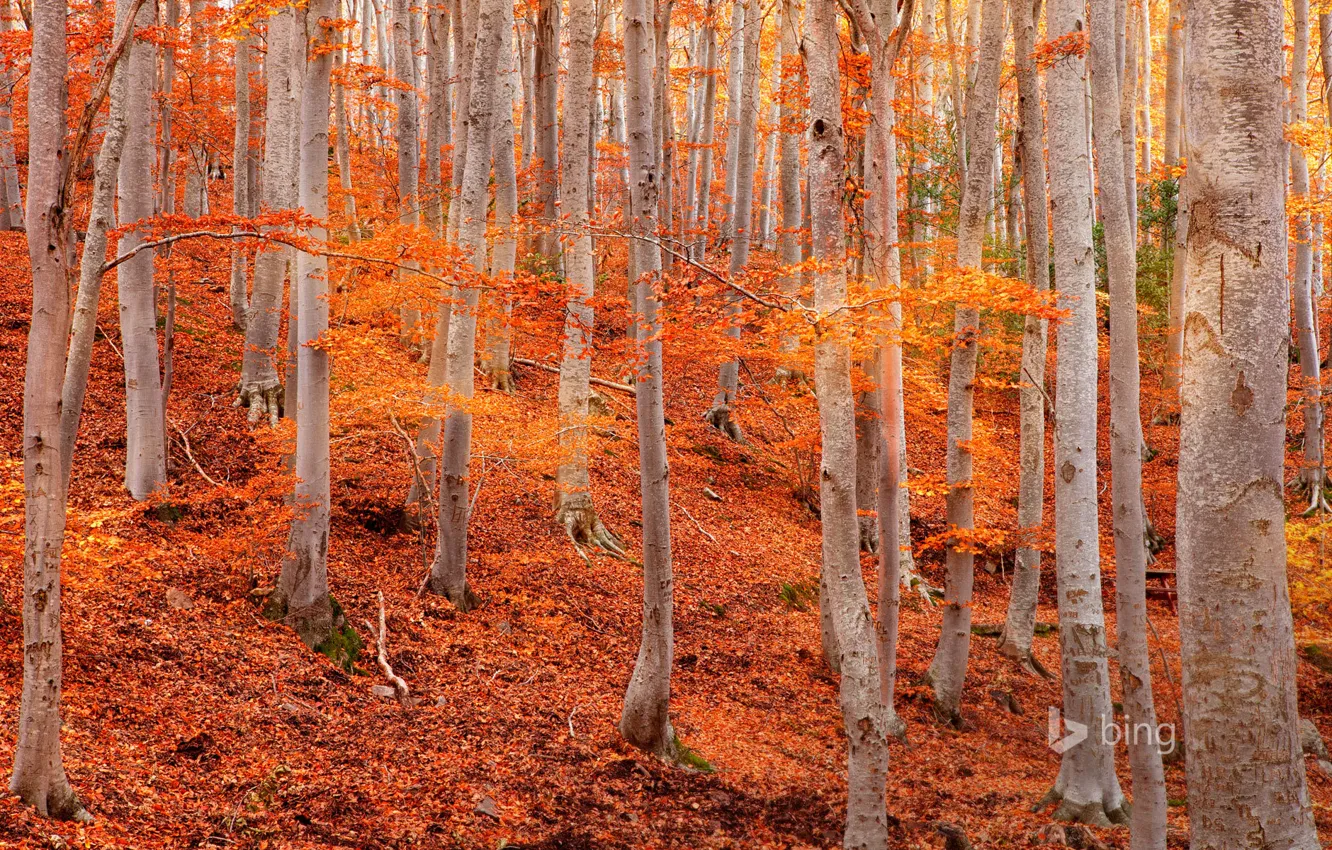 Photo wallpaper autumn, leaves, trees, slope, Spain, aspen, Zaragoza, the natural Park of the Dehesa de Moncayo