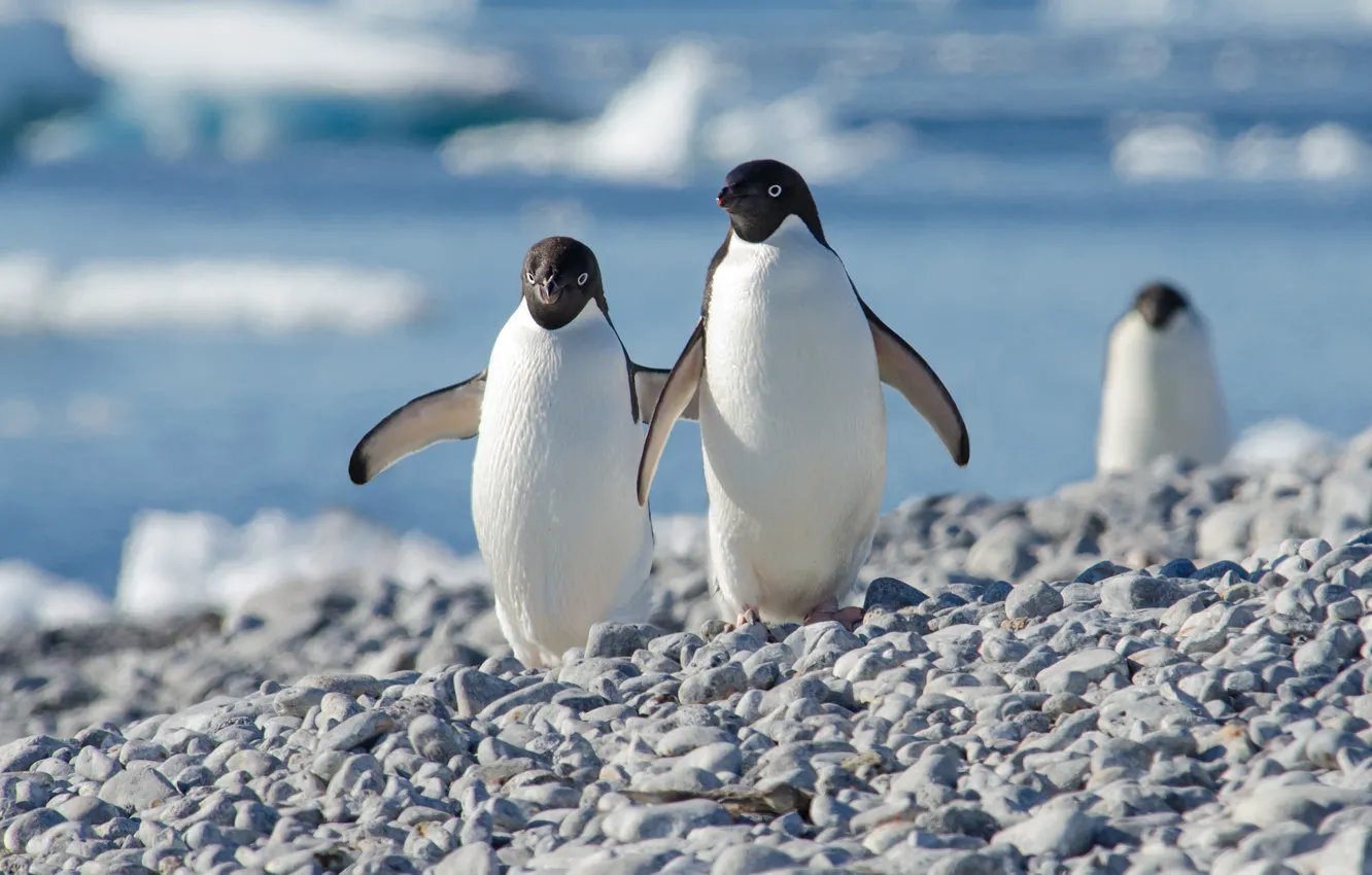 Photo wallpaper pebbles, bird, shore, penguins, friendship, pair, a couple, Duo