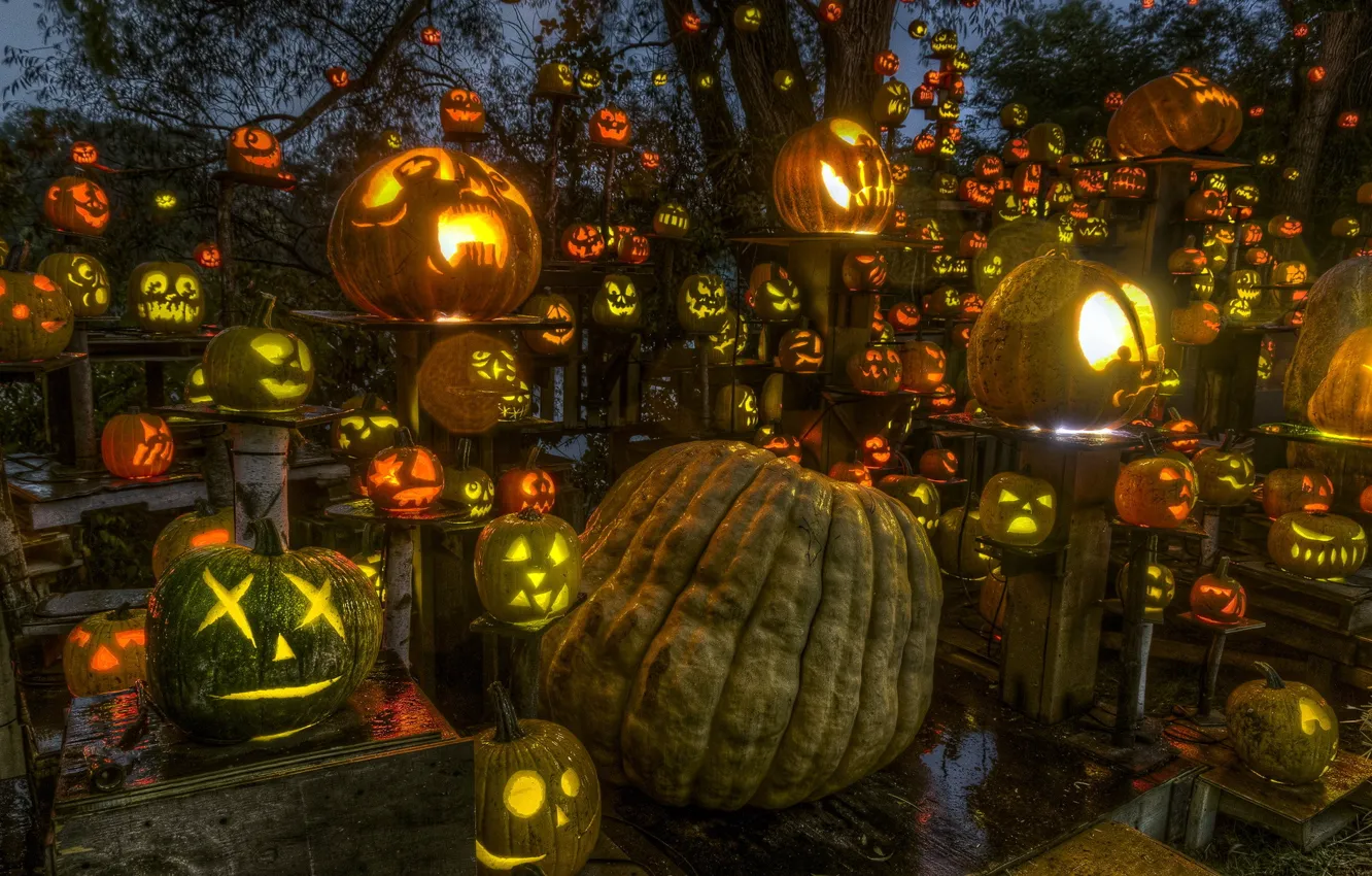 Photo wallpaper Halloween, Roger Williams Park, Passion for Pumpkins