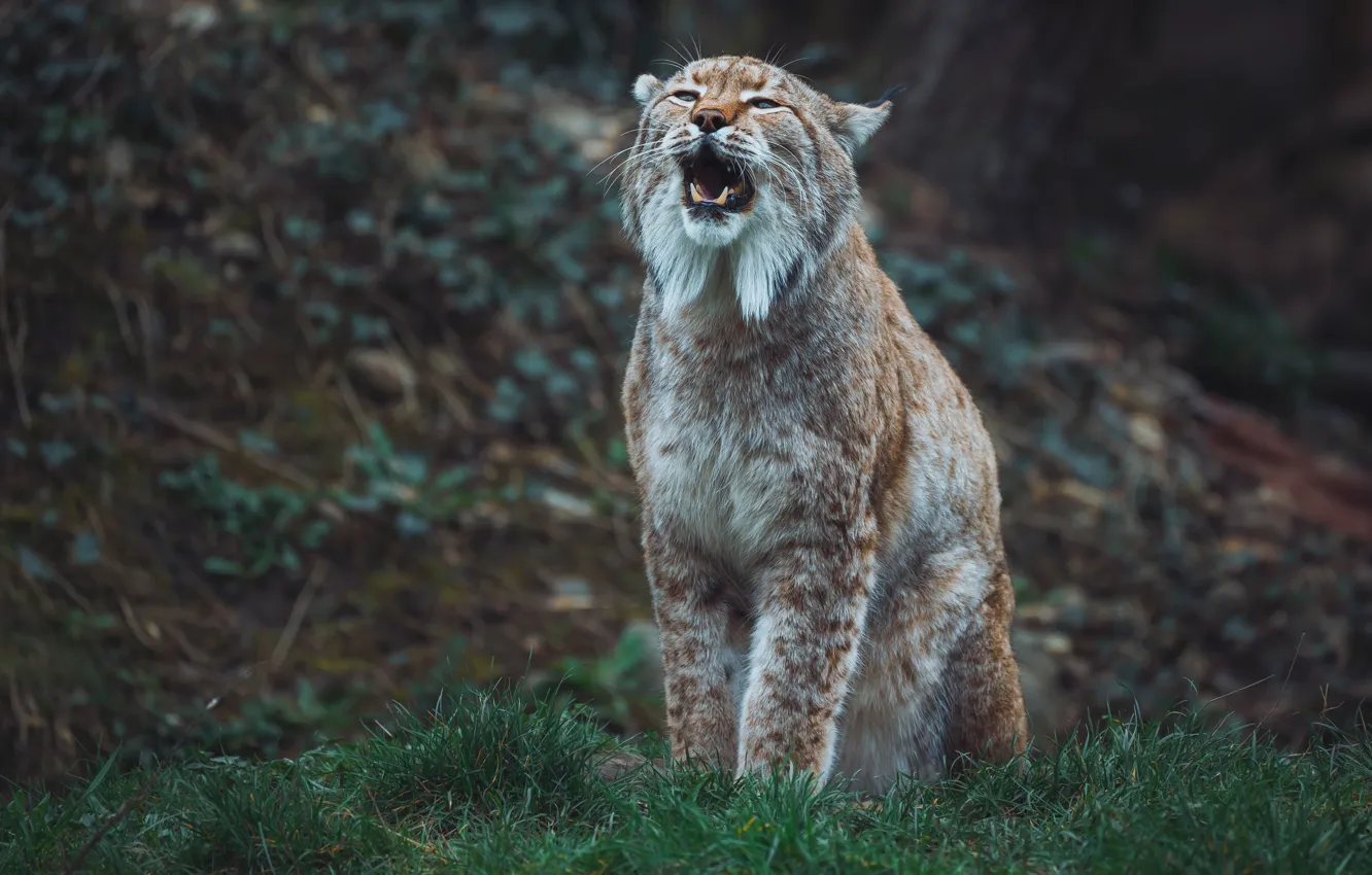 Photo wallpaper face, nature, pose, mouth, lynx, sitting
