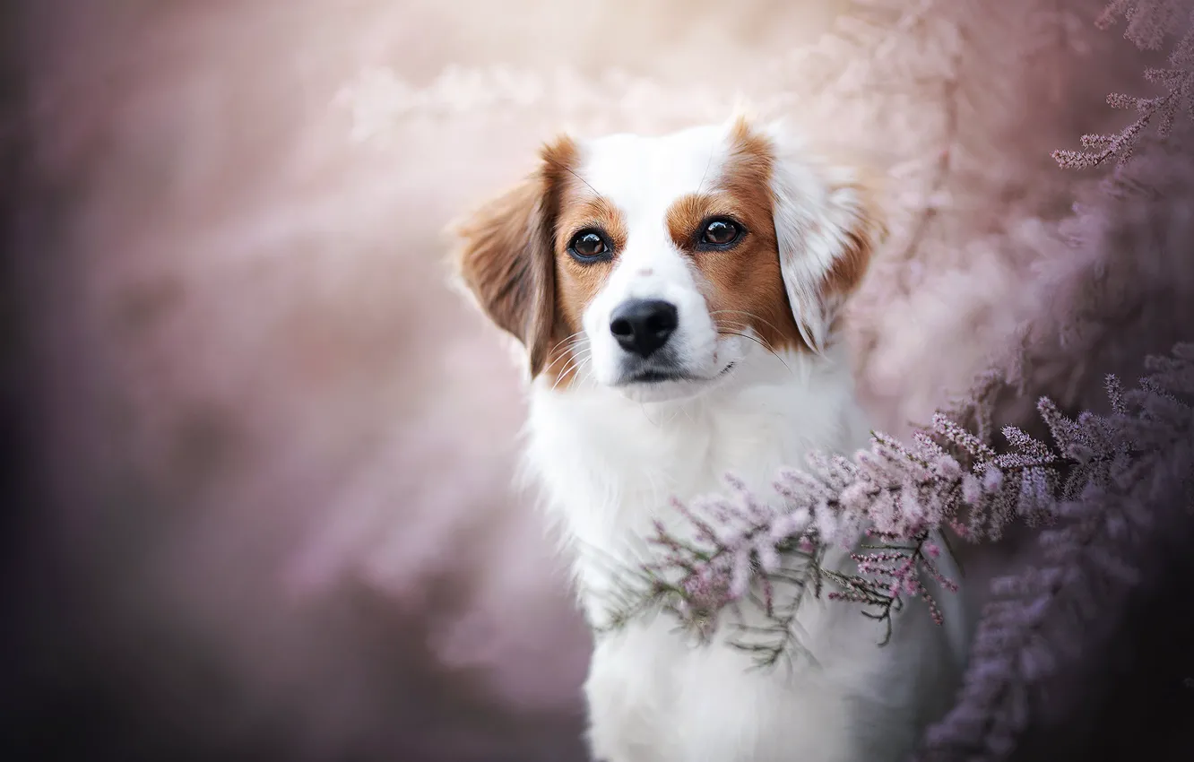 Photo wallpaper look, face, branches, portrait, dog, bokeh, kooikerhondje, tamarisk