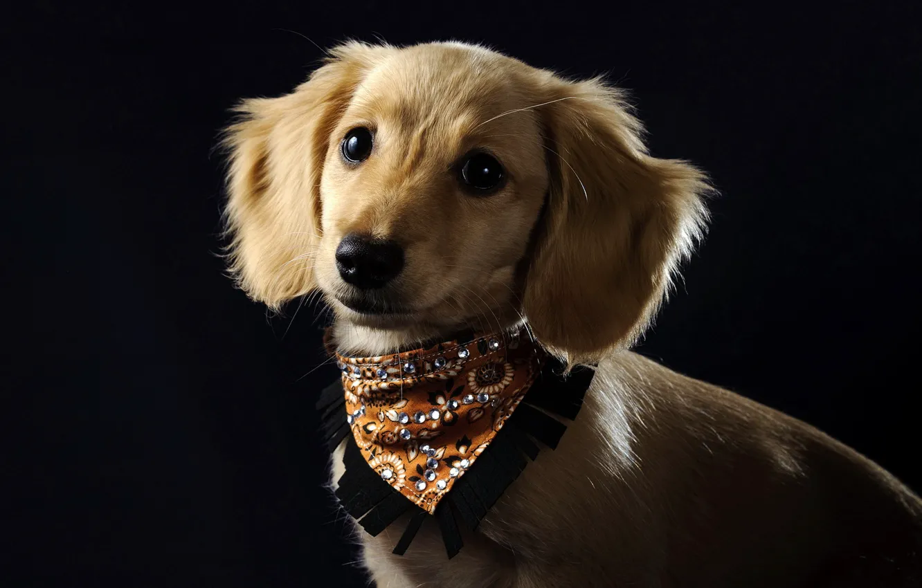 Photo wallpaper background, dog, collar