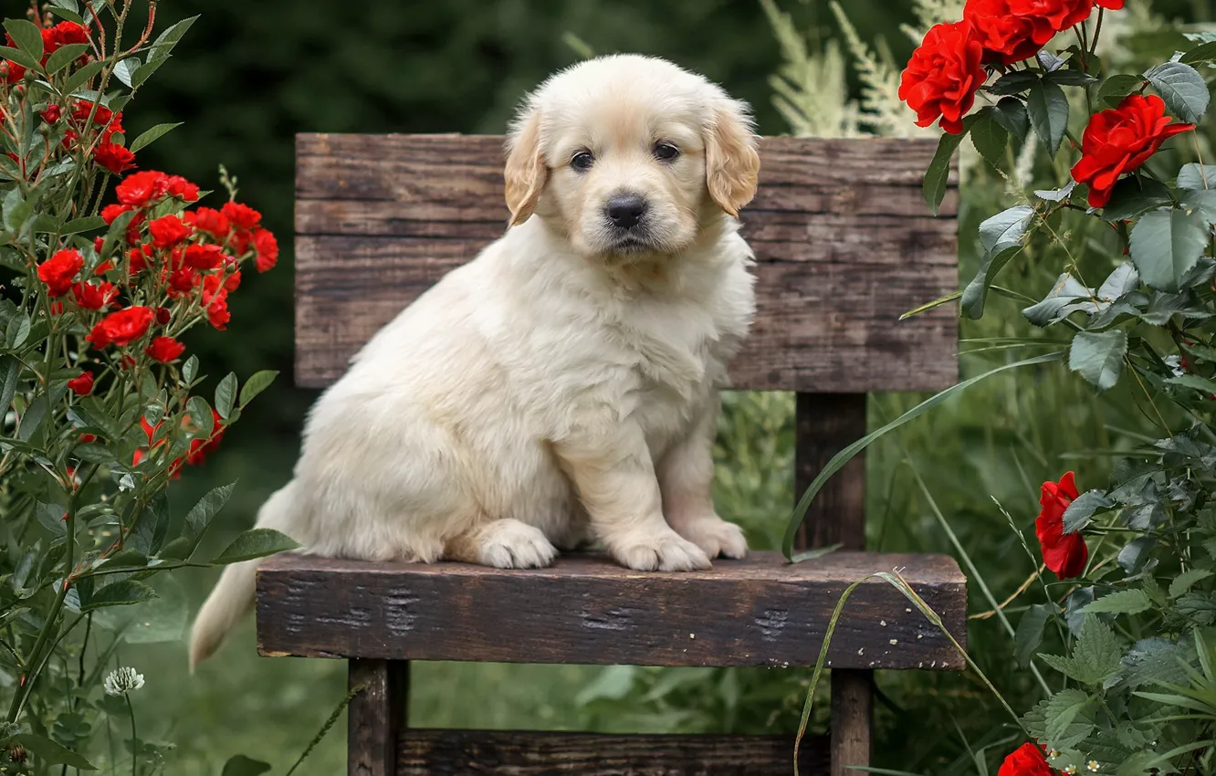 Photo wallpaper flowers, bench, red, roses, dog, garden, baby, shop