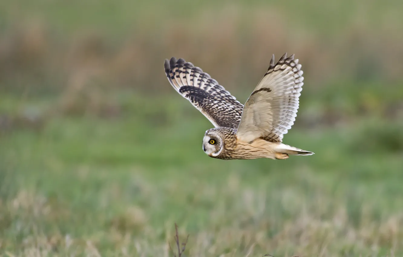 Photo wallpaper field, flight, owl, wings