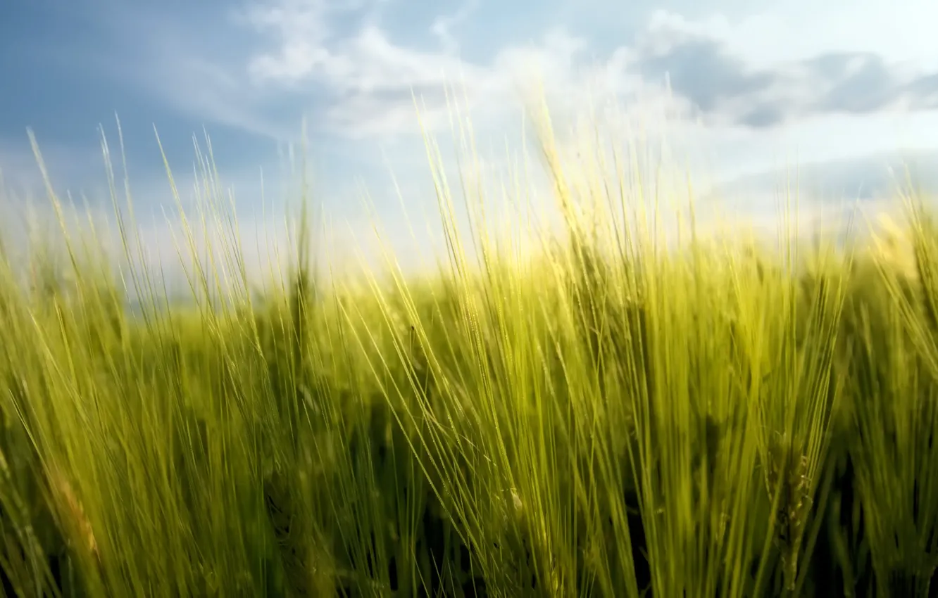 Photo wallpaper greens, the sky, grass