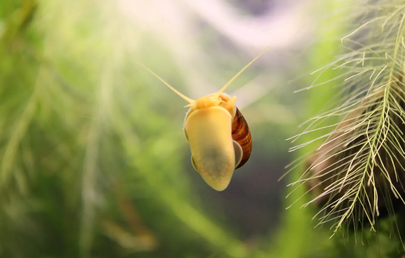 Photo wallpaper algae, aquarium, snail
