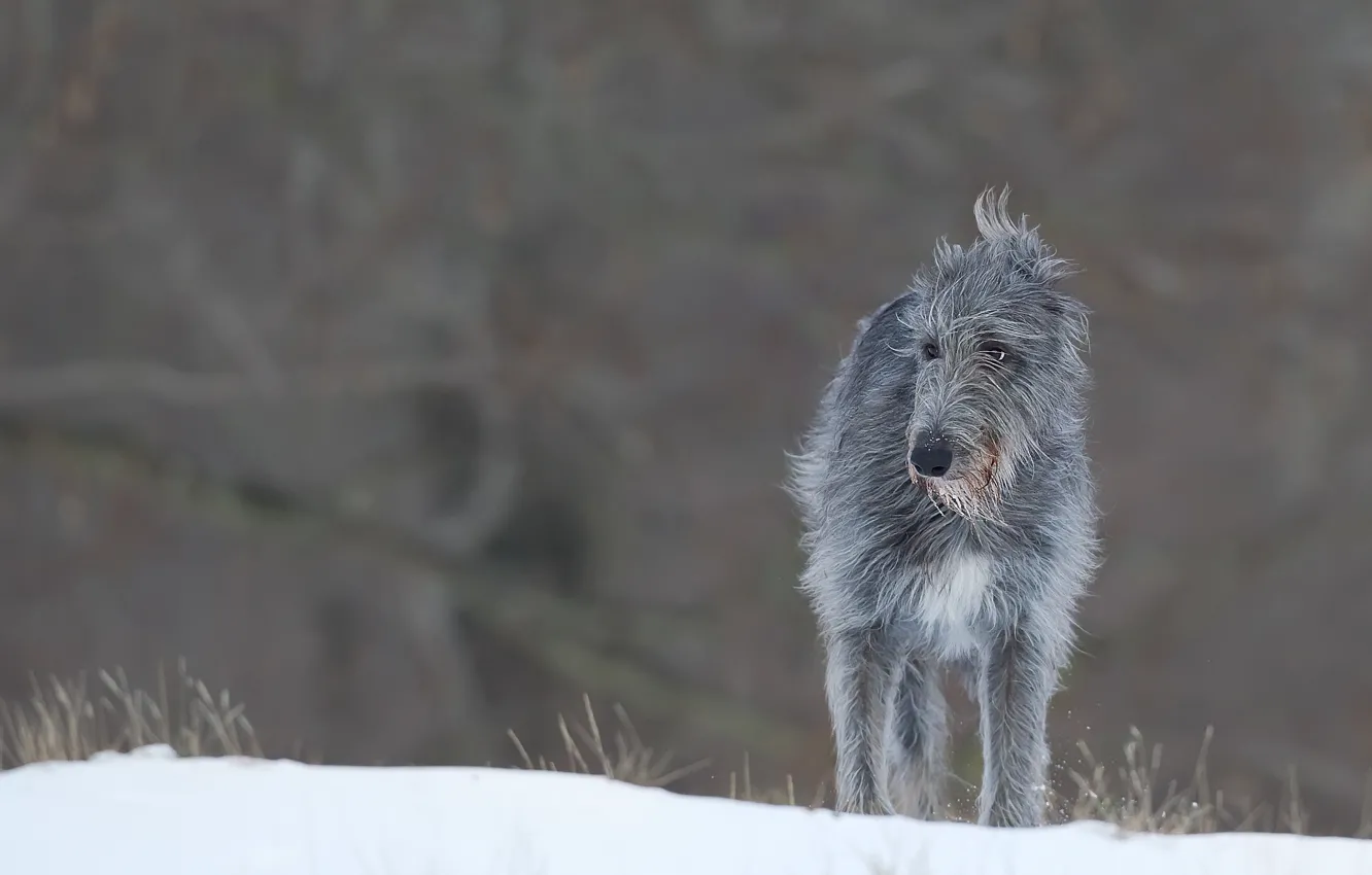 Photo wallpaper sadness, eyes, snow, eyes, snow, sadness, varghund