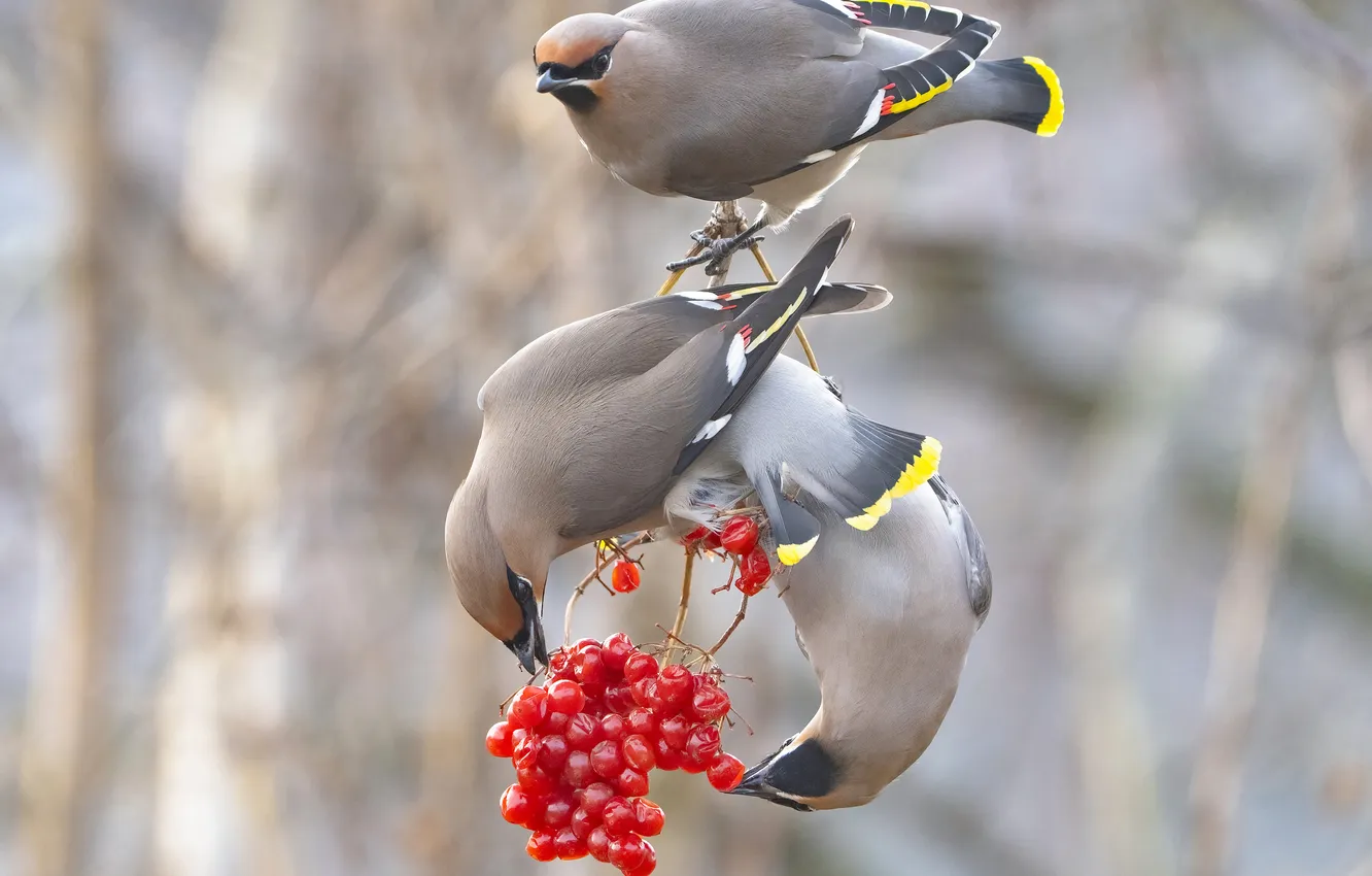 Photo wallpaper berries, bird, bokeh, the Waxwing, meal, Andrey Kiselev