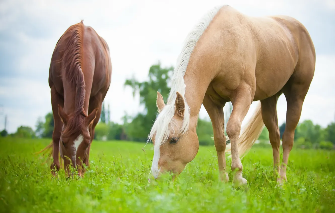 Photo wallpaper summer, nature, horse