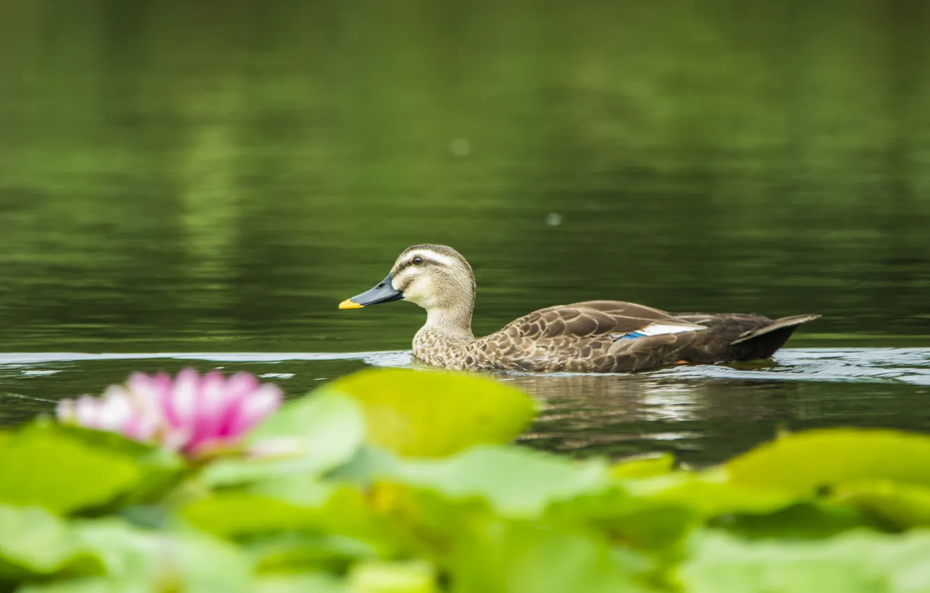 Photo wallpaper lake, duck, water lilies