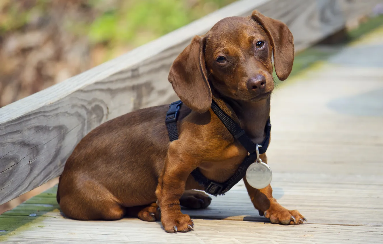 Photo wallpaper puppy, Dachshund, waiting